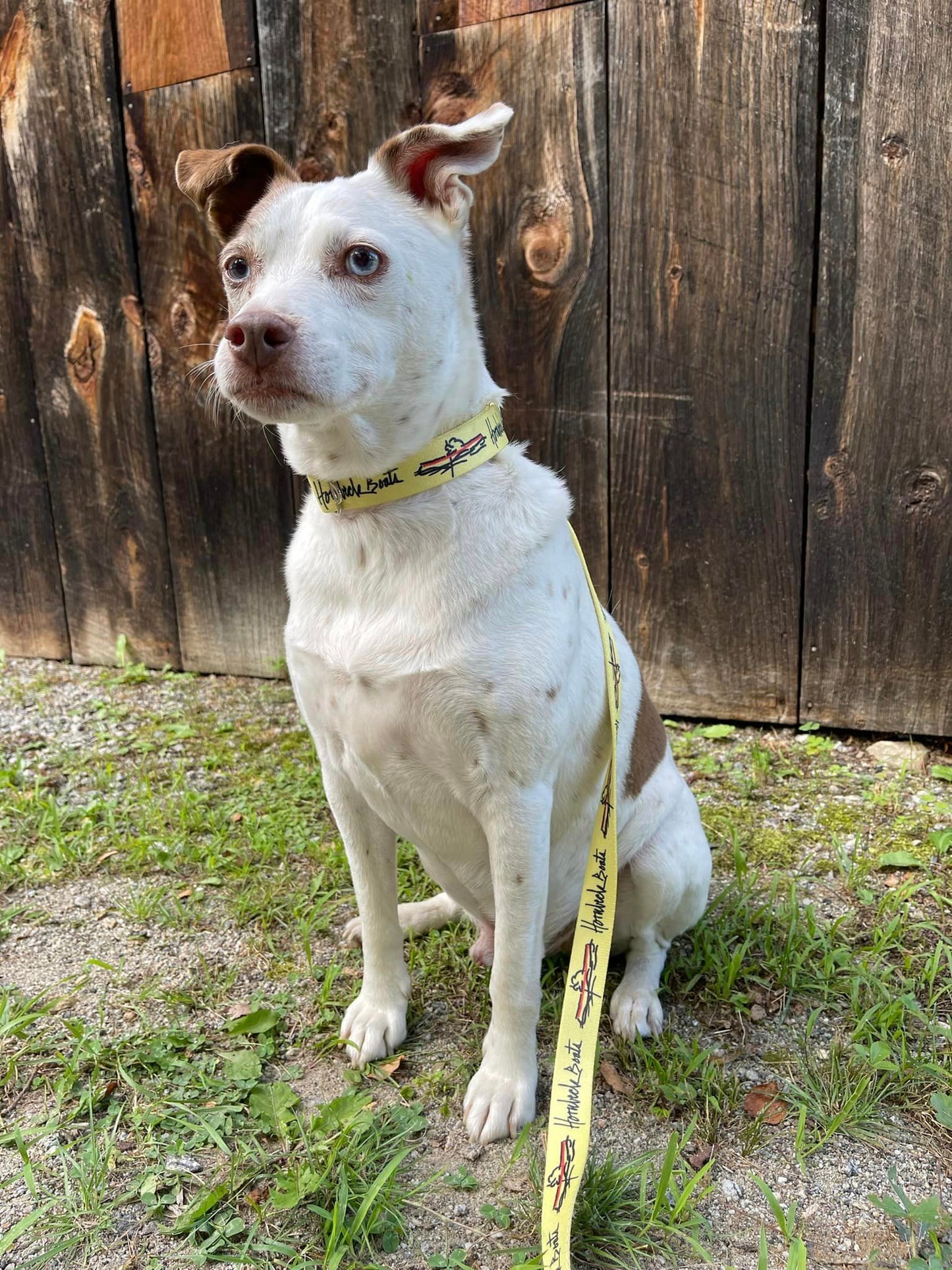 Cycle Dog - Hornbeck Boats Ecoweave Leash